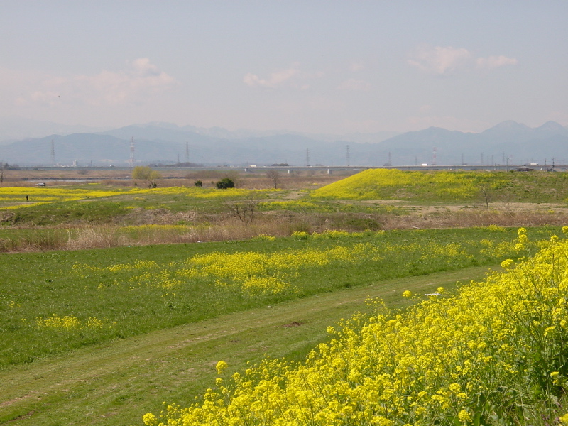 河川敷菜の花0327 004