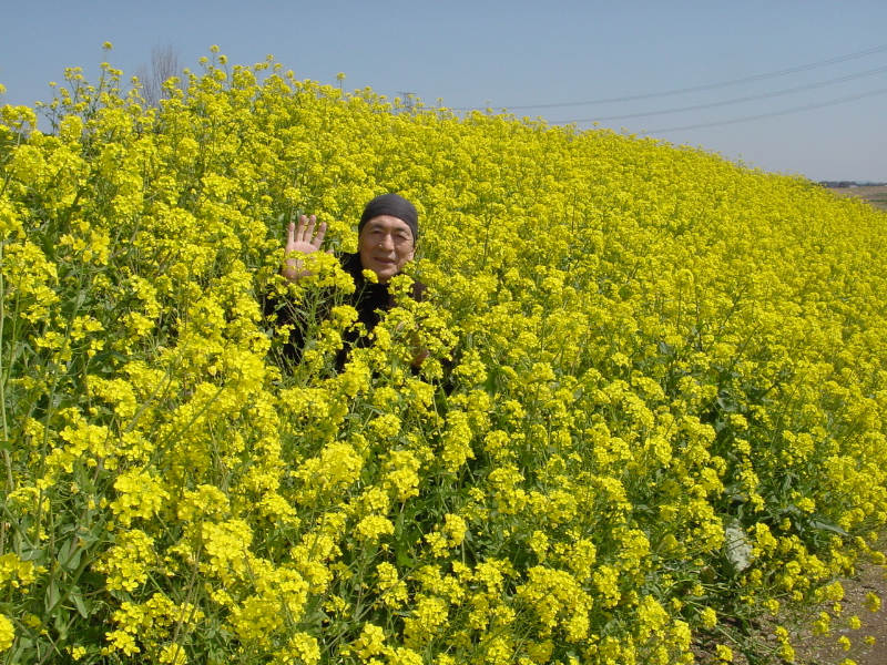 河川敷菜の花0327 003