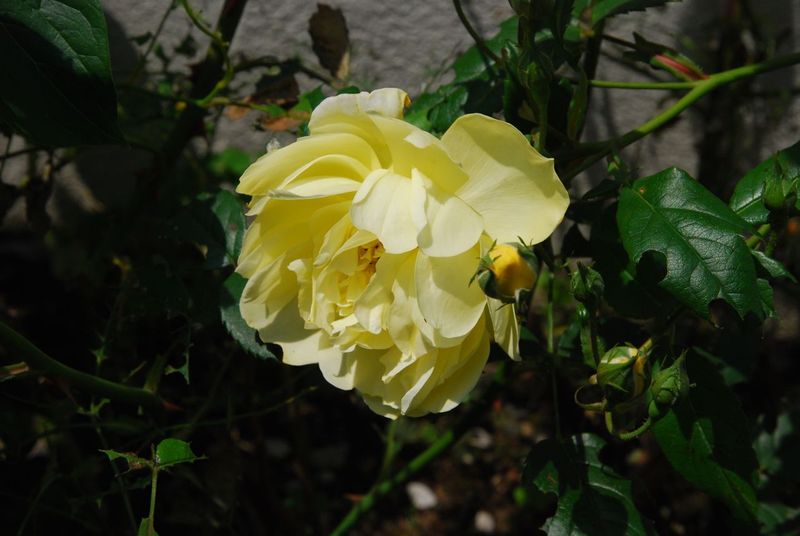 DSC_0777 DSC_0777