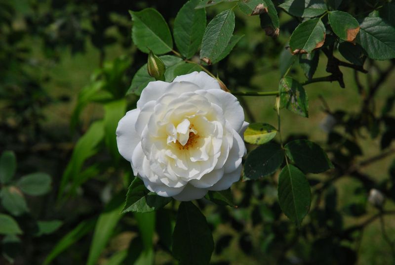 DSC_0769 DSC_0769