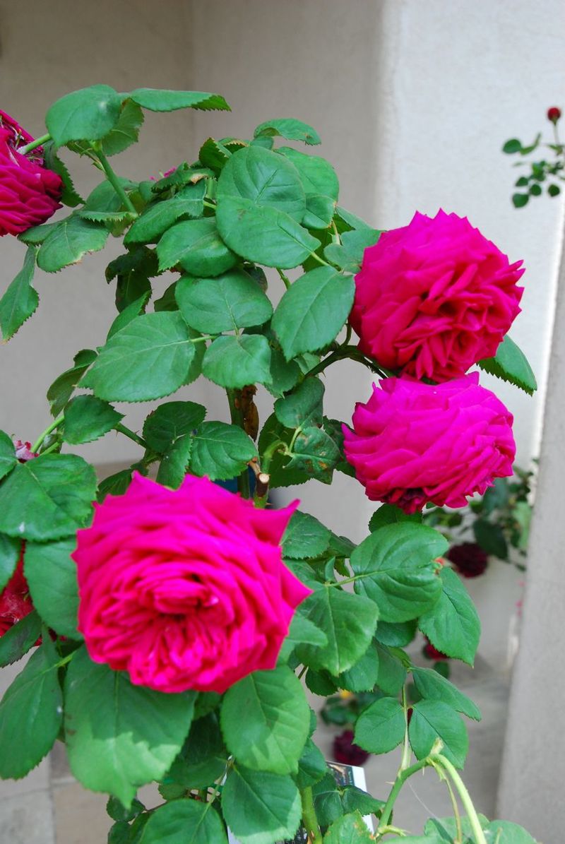DSC_0786 DSC_0786