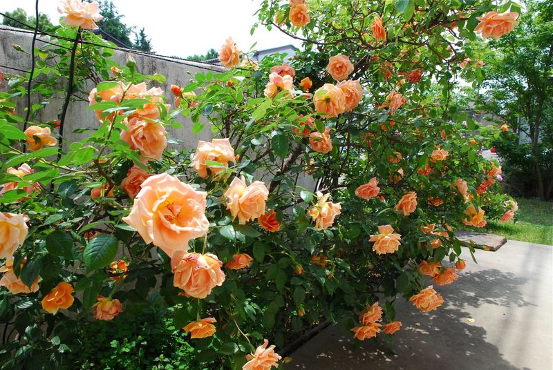 DSC_0733_2 DSC_0733_2