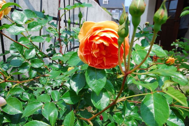 DSC_0776 DSC_0776