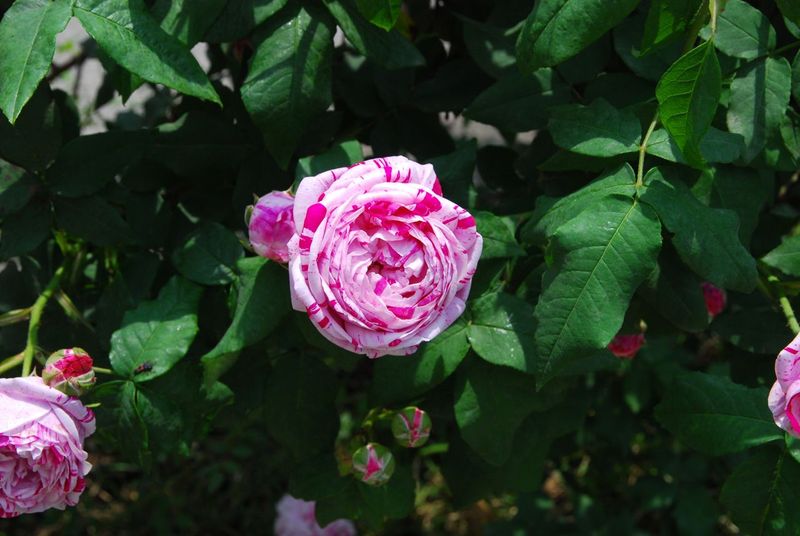 DSC_0743 DSC_0743