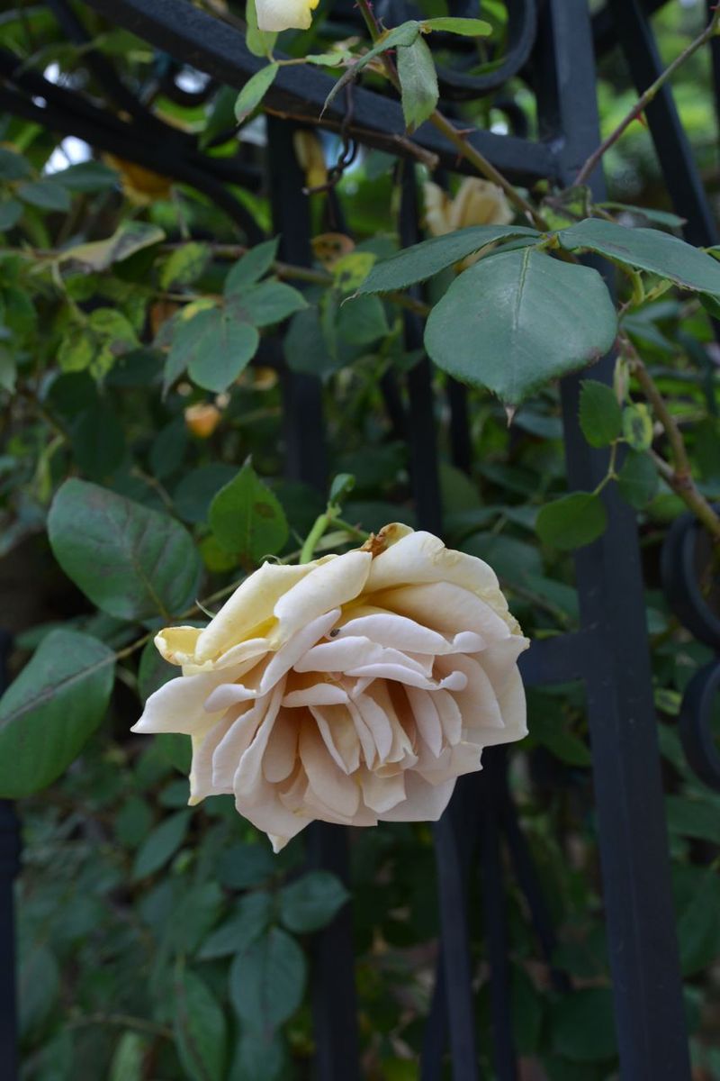DSC_1475 DSC_1475