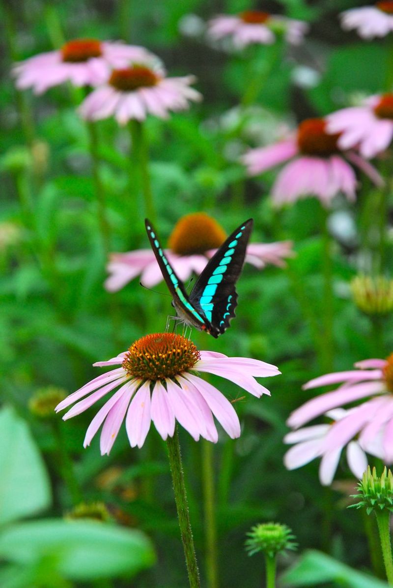 DSC_6088 DSC_6088